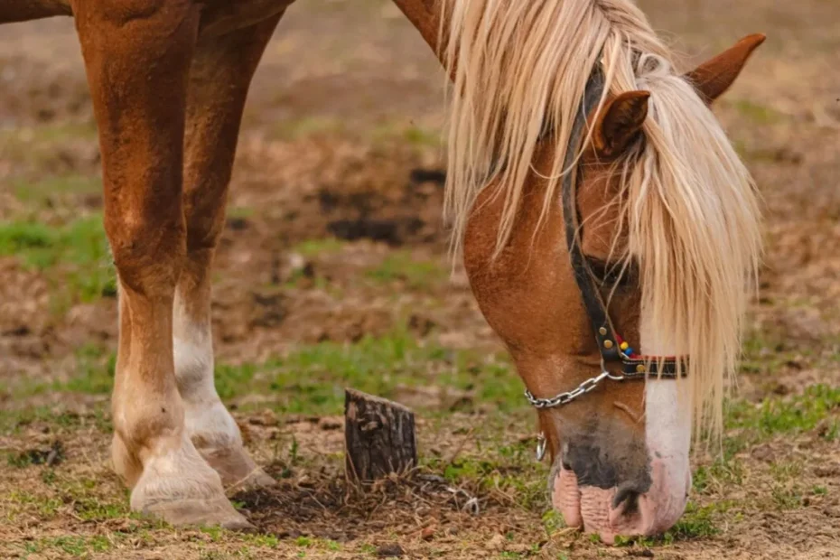 Adjustable Tack for Growing Horses