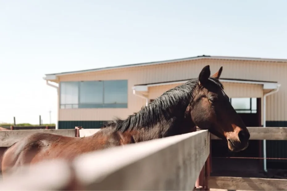 Genetic Disorders in Horses