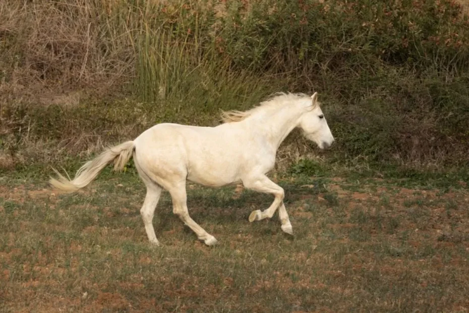 Genetics of Equine Gait Patterns