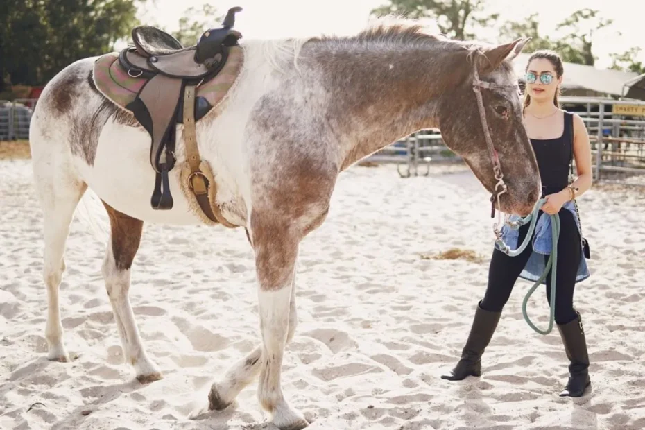 Horse Behavior during Feeding Times