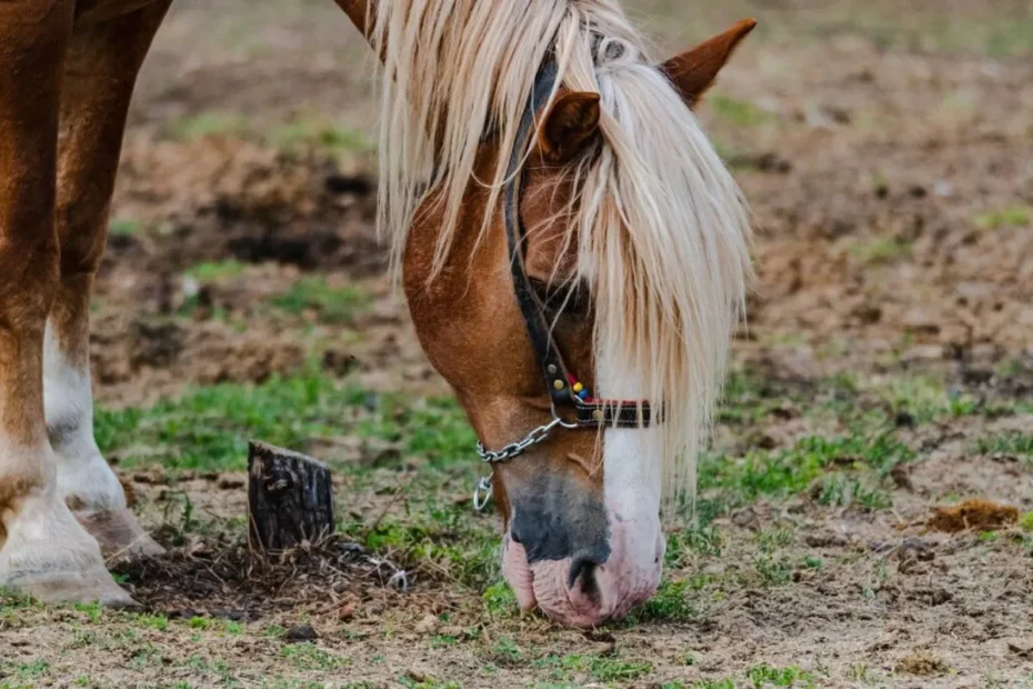 Selective breeding practices for superior traits