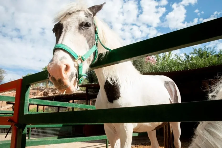 The Role of Probiotics in Horse Nutrition