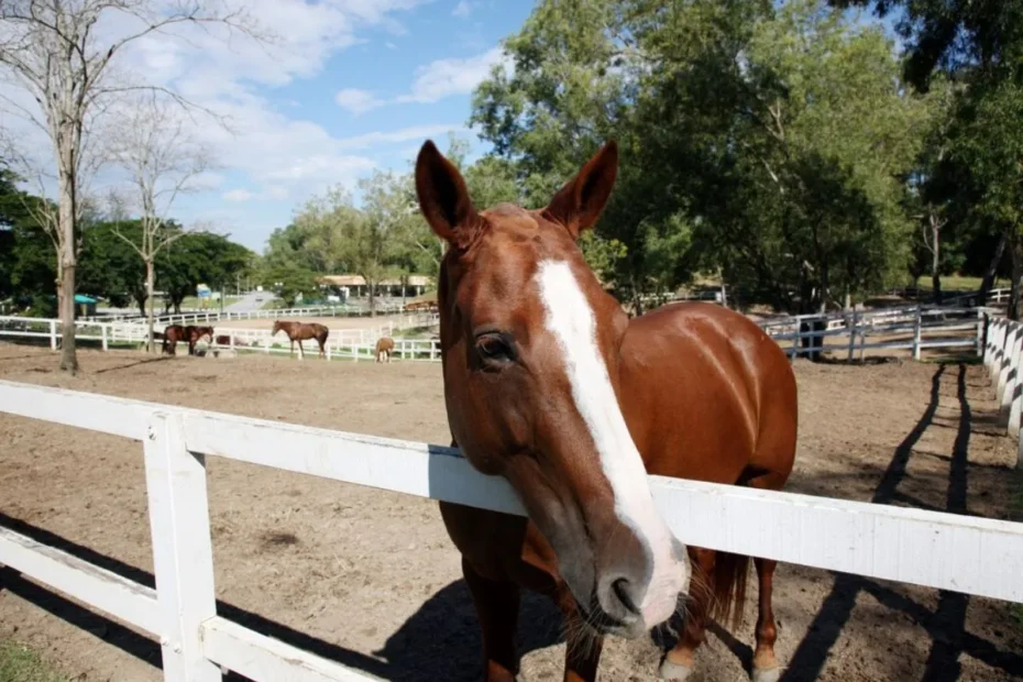 Using Clicker Training for Horses